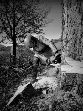 ArborCura | Baumgutachten, Baumkontrolle, Baumpflege Baumfällung