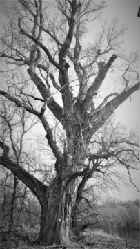 ArborCura | Baumgutachten, Baumkontrolle, Baumpflege Seilklettertechnik Baumkataster Baumkontrolle