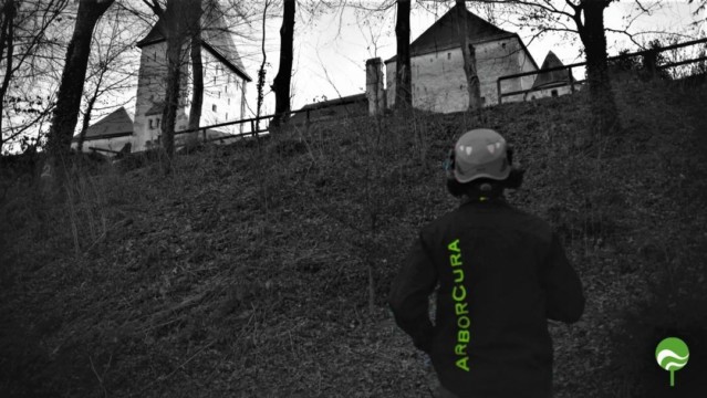 ArborCura | Baumgutachten, Baumkontrolle, Baumpflege Baumkontrolle