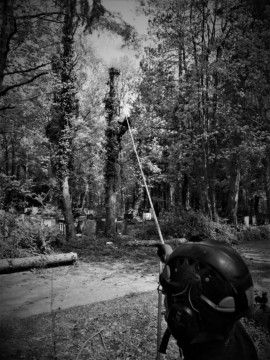 ArborCura | Baumgutachten, Baumkontrolle, Baumpflege Risikofällung Baumpflege