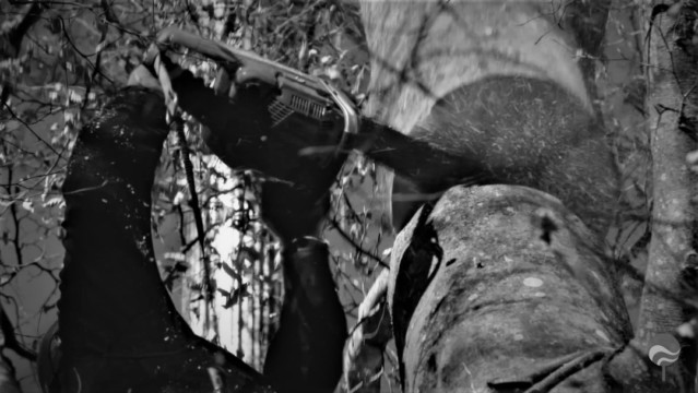 ArborCura | Baumgutachten, Baumkontrolle, Baumpflege Kranabtragung Risikofällung Risikoabtragung