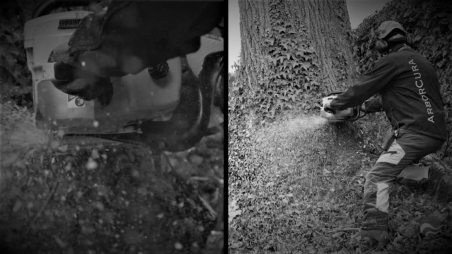 ArborCura | Baumgutachten, Baumkontrolle, Baumpflege Baumschnitt