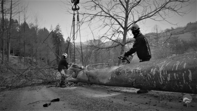 ArborCura | Baumgutachten, Baumkontrolle, Baumpflege Kranabtragung Baumschnittentsorgung
