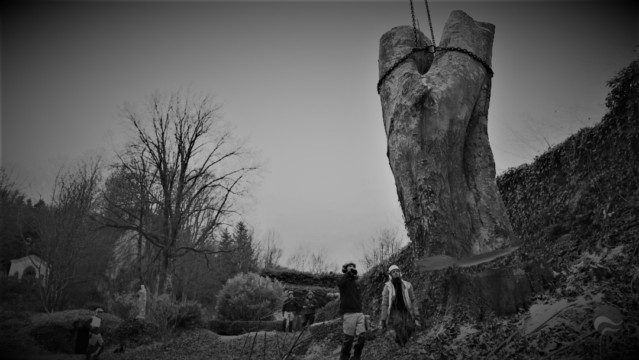 ArborCura | Baumgutachten, Baumkontrolle, Baumpflege Grossbaumabtragung