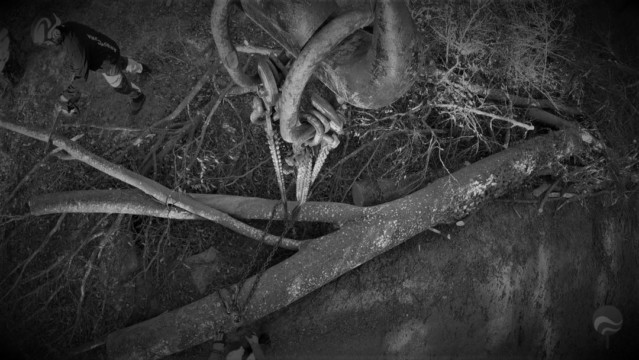 ArborCura | Baumgutachten, Baumkontrolle, Baumpflege Krananbtragung