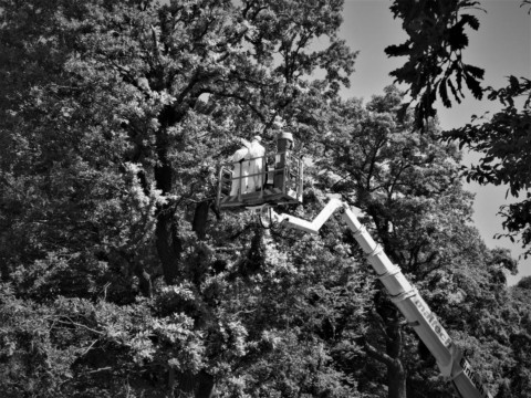 ArborCura | Baumgutachten, Baumkontrolle, Baumpflege Eichenprozessionsspinner Schädlingsbekämpfung