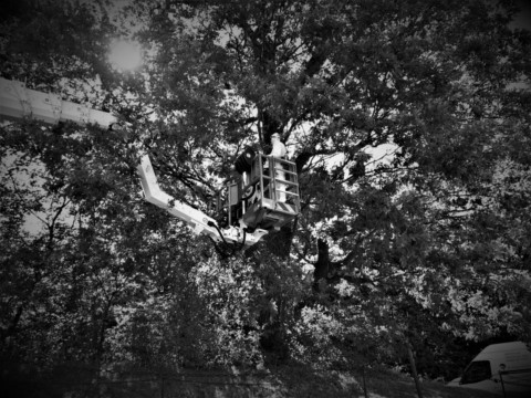 ArborCura | Baumgutachten, Baumkontrolle, Baumpflege Eichenprozessionsspinner