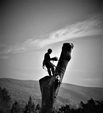 ArborCura | Baumgutachten, Baumkontrolle, Baumpflege Seilklettertechnik