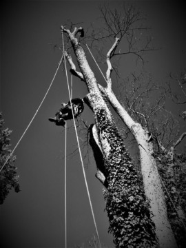 ArborCura | Baumgutachten, Baumkontrolle, Baumpflege Selklettertechnik