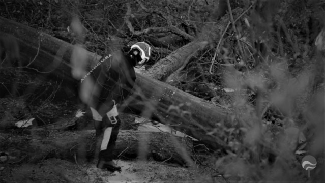 ArborCura | Baumgutachten, Baumkontrolle, Baumpflege Baumschnitt Sturmschadenbeseitigung