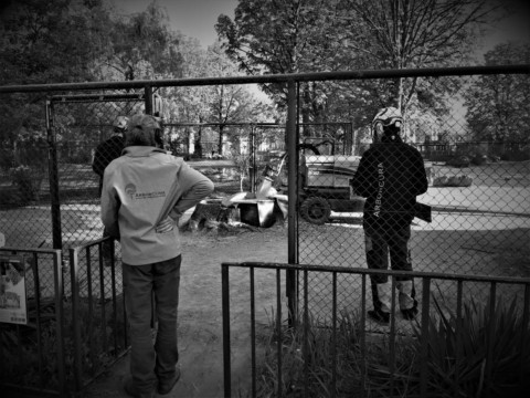 ArborCura | Baumgutachten, Baumkontrolle, Baumpflege Wurzelstockfräsen