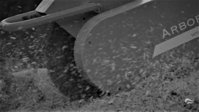 ArborCura | Baumgutachten, Baumkontrolle, Baumpflege Wurzelstockfräsen