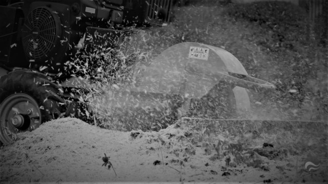 ArborCura | Baumgutachten, Baumkontrolle, Baumpflege Wurzelstockfräsen