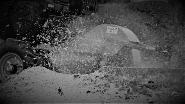 ArborCura | Baumgutachten, Baumkontrolle, Baumpflege Wurzelstockfräsen